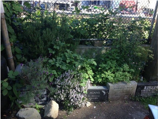 Rena's gravestone garden at Commercial and Powell 