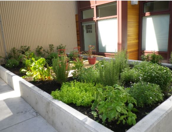 Shipping container house veggie garden - Eve Lazarus photo