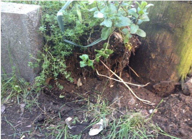 Rena's gravestone garden 